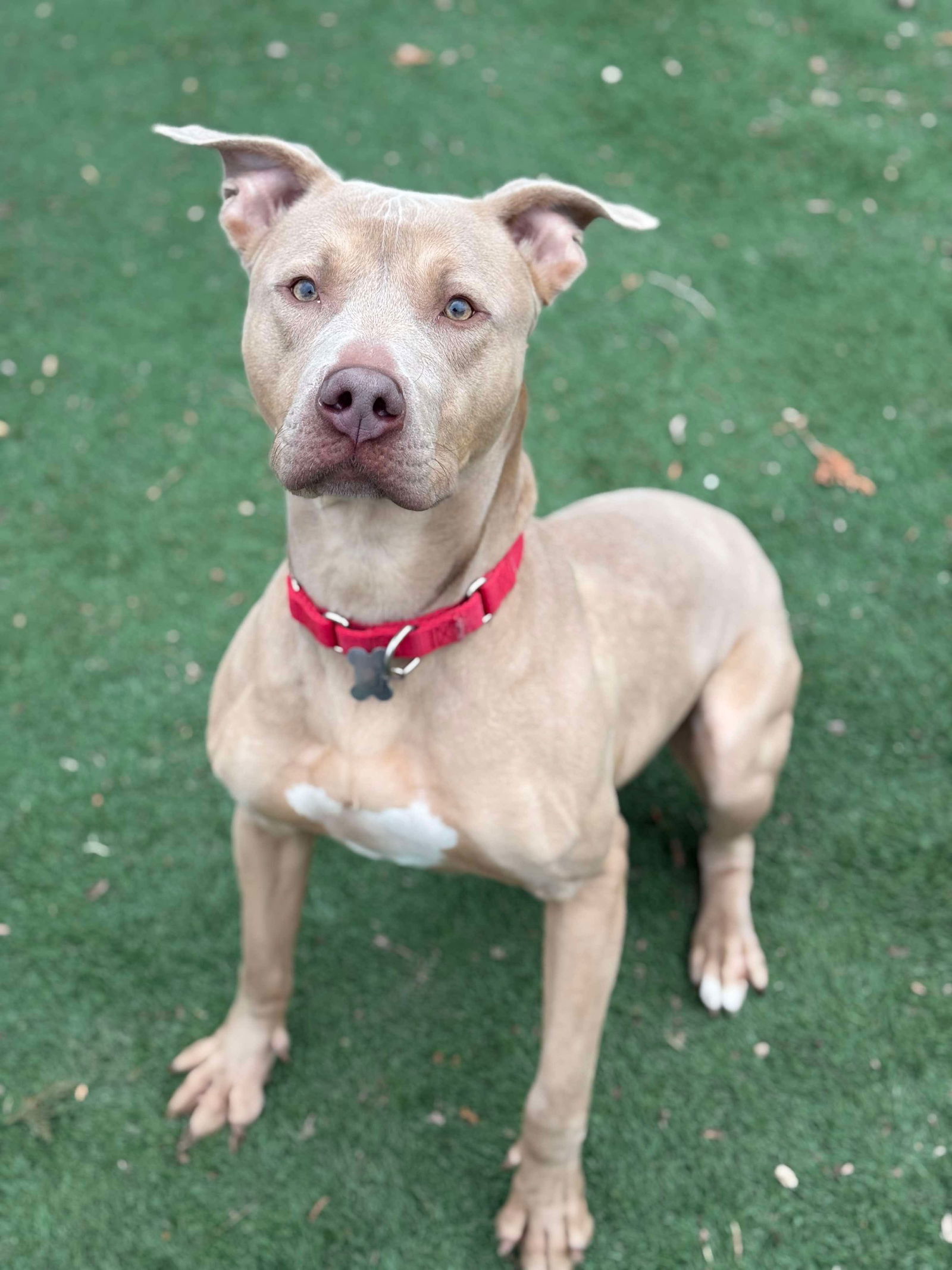 Chase, an adoptable Pit Bull Terrier in Cedar Rapids, IA, 52405 | Photo Image 1