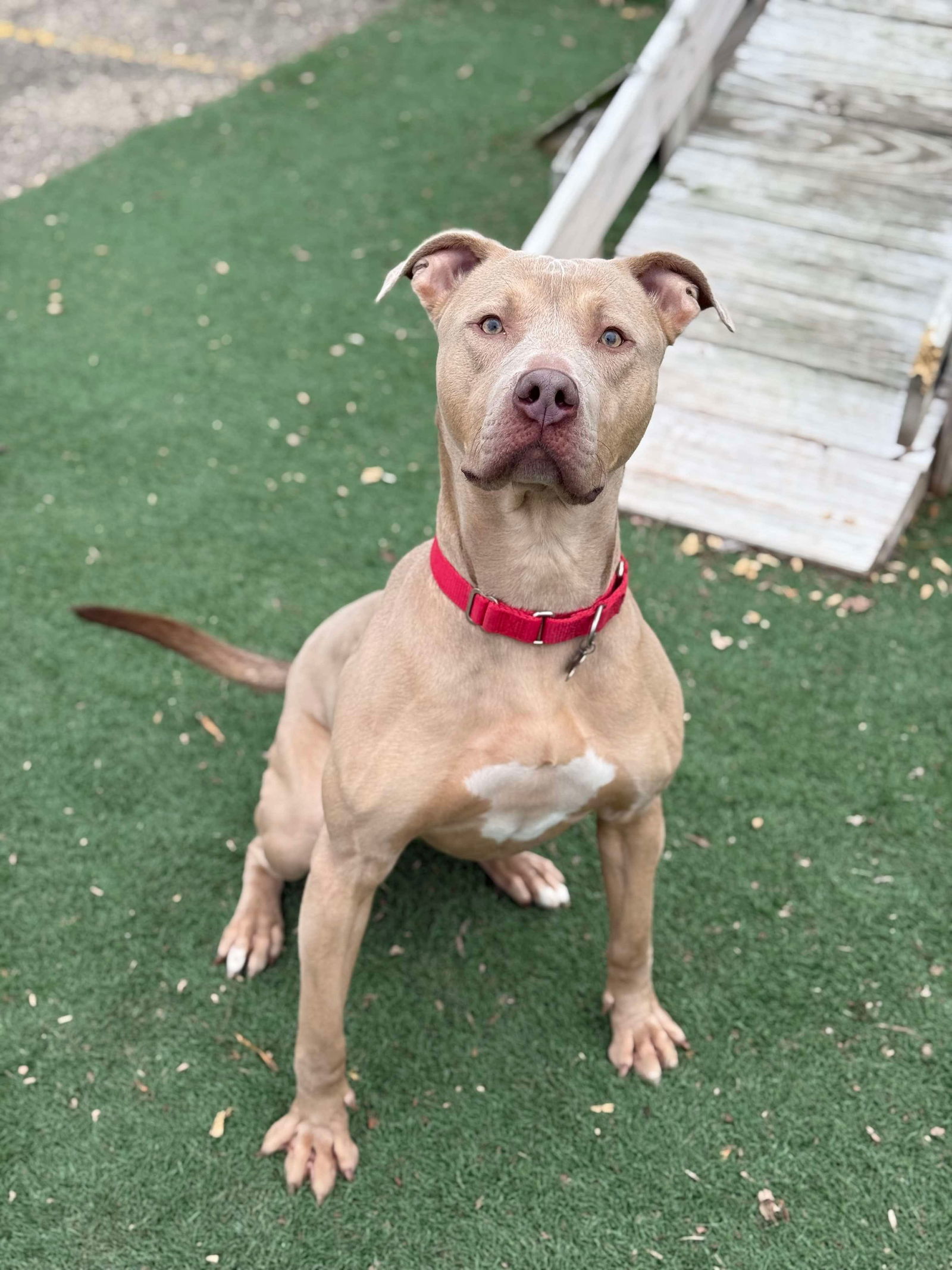 Chase, an adoptable Pit Bull Terrier in Cedar Rapids, IA, 52405 | Photo Image 2