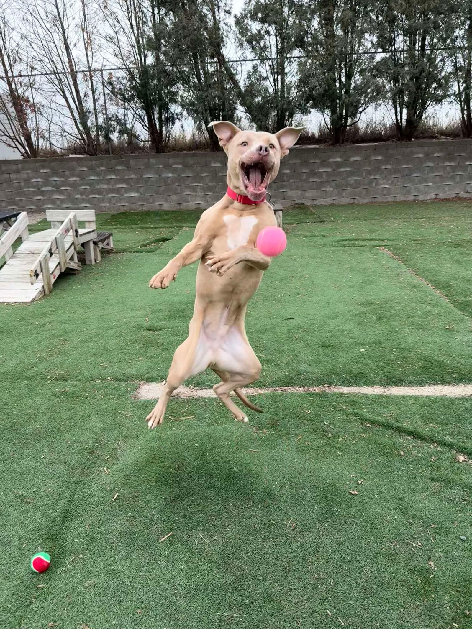 Chase, an adoptable Pit Bull Terrier in Cedar Rapids, IA, 52405 | Photo Image 3