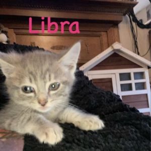 Libra and Lyra are the shy ones and are very quiet and calm They do play but ti