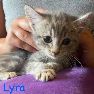 Lyra Domestic Short Hair Cat