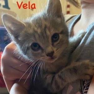 Vela Domestic Short Hair Cat