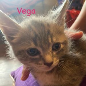 Vega Domestic Short Hair Cat