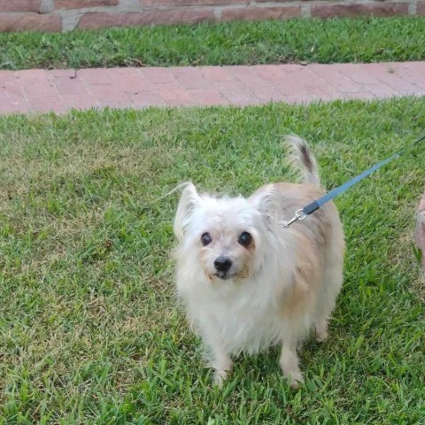 Rags (Dallas), an adoptable Papillon, Yorkshire Terrier in Murphy, TX, 75094 | Photo Image 3