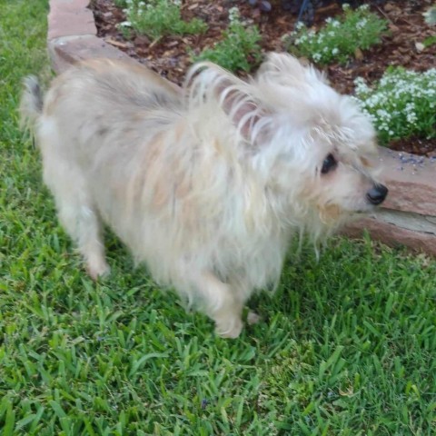 Rags (Dallas), an adoptable Papillon, Yorkshire Terrier in Murphy, TX, 75094 | Photo Image 4