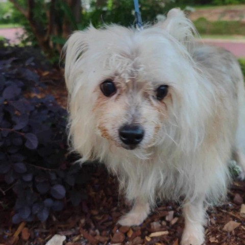 Rags (Dallas), an adoptable Papillon, Yorkshire Terrier in Murphy, TX, 75094 | Photo Image 5