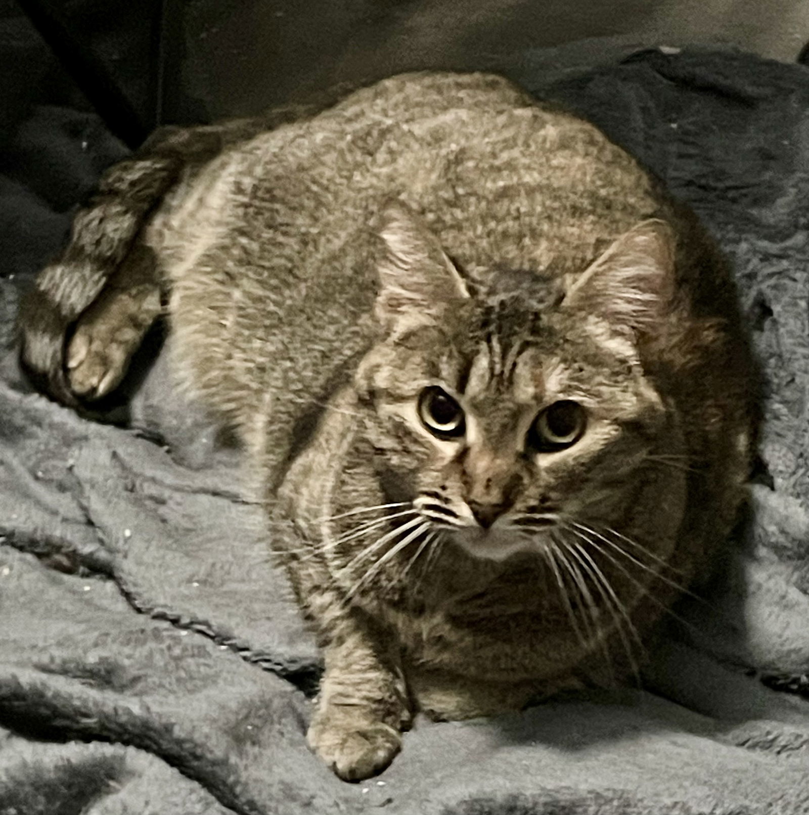 Queen Bee, an adoptable Torbie, Domestic Short Hair in Lexington, SC, 29071 | Photo Image 1
