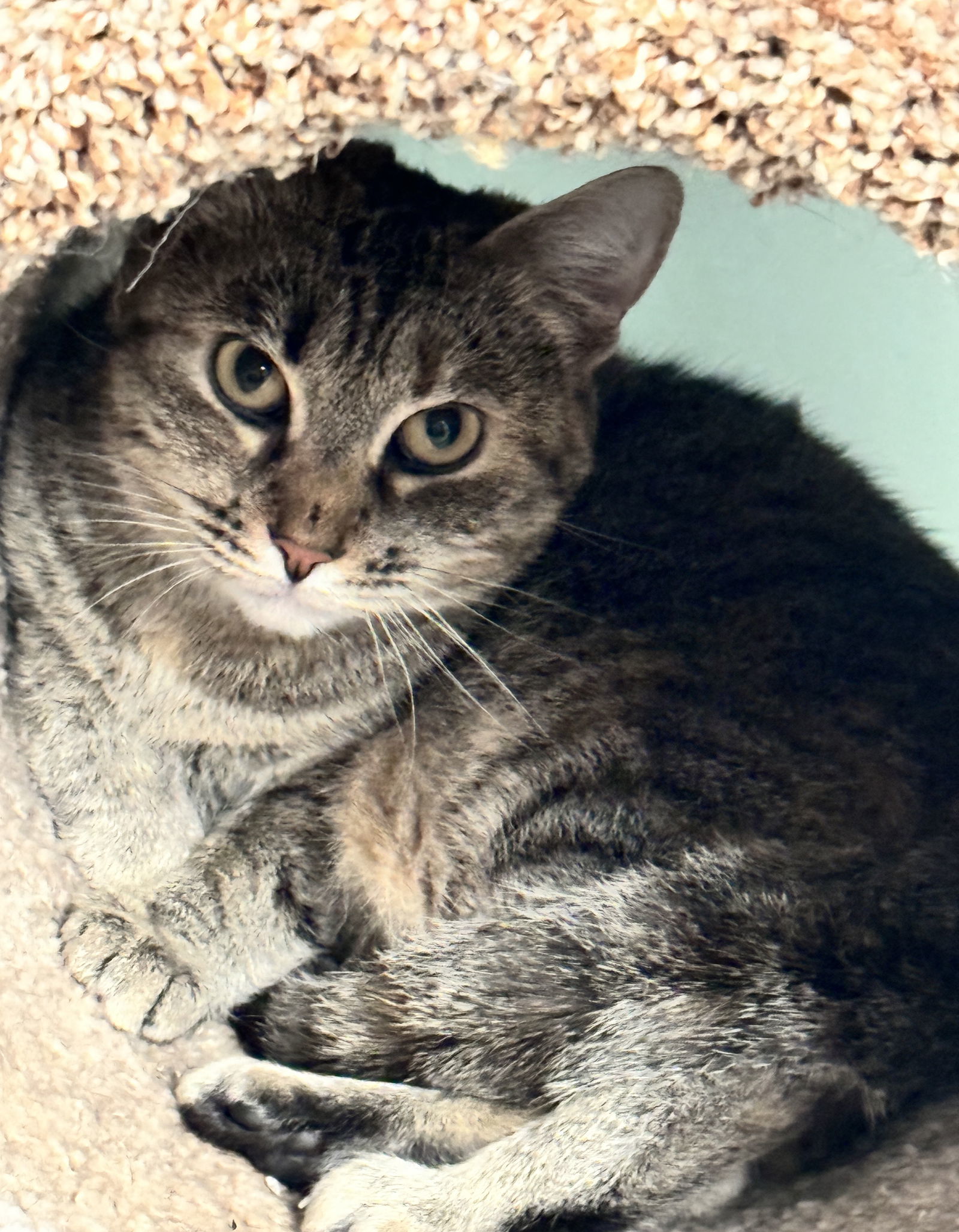 Queen Bee, an adoptable Torbie, Domestic Short Hair in Lexington, SC, 29071 | Photo Image 3