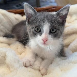 Meet Bobbi the playful and smart little foodie This adorable kitten never lets
