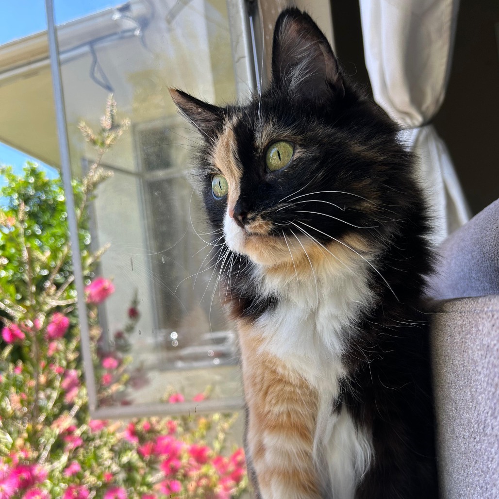 Penny, an adoptable Domestic Long Hair in Morgan Hill, CA, 95038 | Photo Image 1