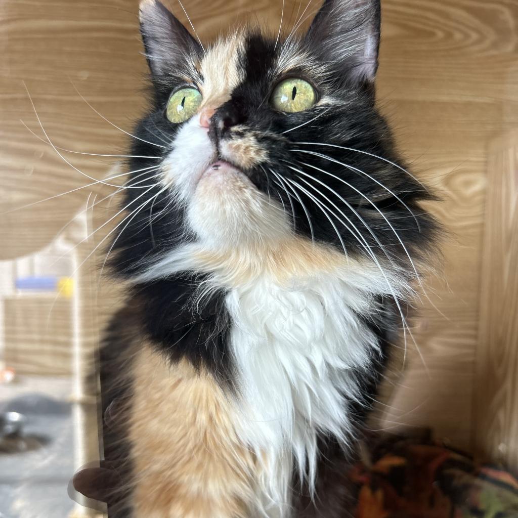 Penny, an adoptable Domestic Long Hair in Morgan Hill, CA, 95038 | Photo Image 2