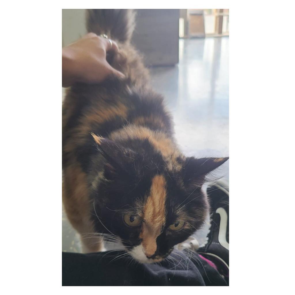 Penny, an adoptable Domestic Long Hair in Morgan Hill, CA, 95038 | Photo Image 3