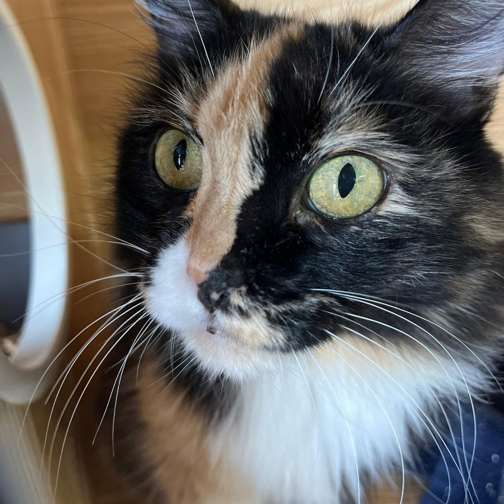 Penny