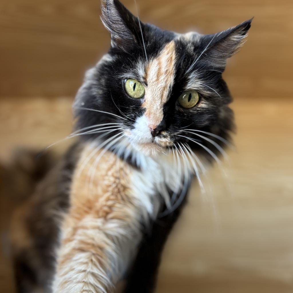 Penny, an adoptable Domestic Long Hair in Morgan Hill, CA, 95038 | Photo Image 6