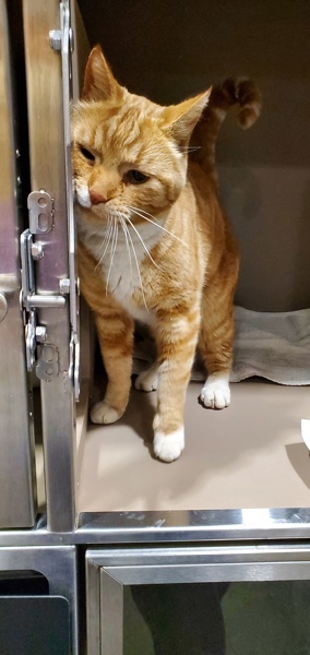 Primary Color Orange Tabby Weight 9375lbs Animal has been Neutered