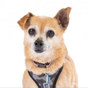 Zest 11839 Chihuahua Dog