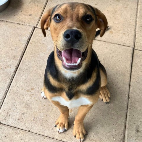 Tim, an adoptable Hound in Wadena, MN, 56482 | Photo Image 1