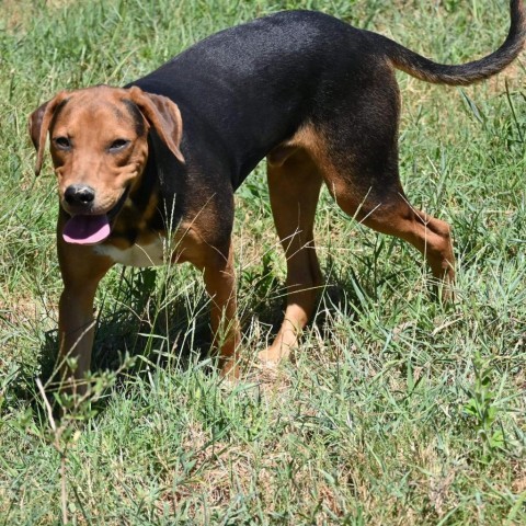 Tim, an adoptable Hound in Wadena, MN, 56482 | Photo Image 2