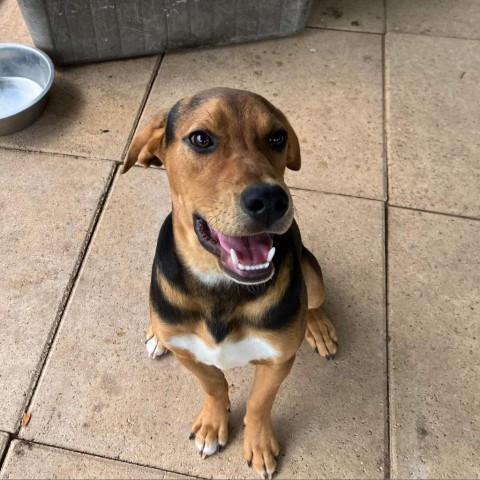 Tim, an adoptable Hound in Wadena, MN, 56482 | Photo Image 2