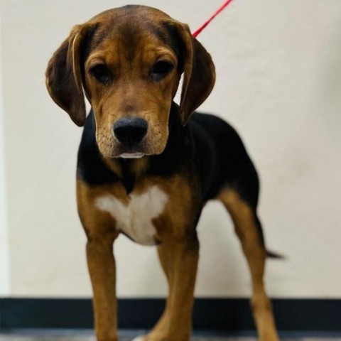 Tim, an adoptable Hound in Wadena, MN, 56482 | Photo Image 2