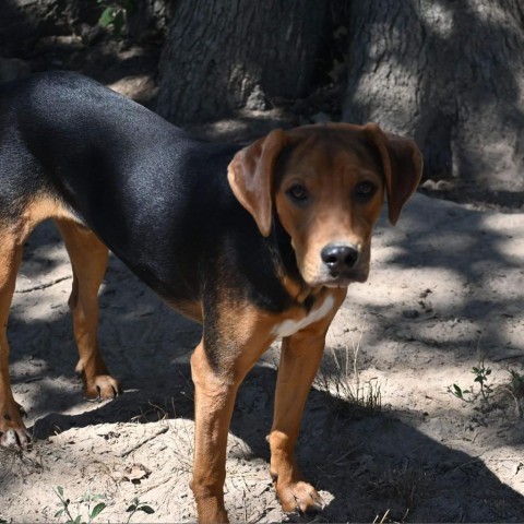 Tim, an adoptable Hound in Wadena, MN, 56482 | Photo Image 2