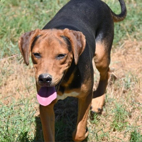 Tim, an adoptable Hound in Wadena, MN, 56482 | Photo Image 3