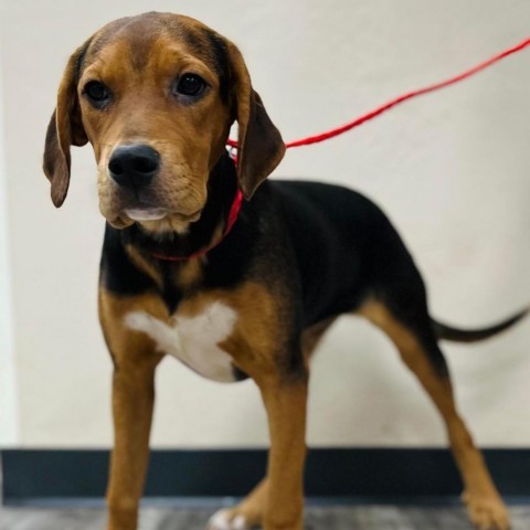 Tim, an adoptable Hound in Wadena, MN, 56482 | Photo Image 3