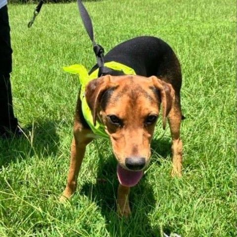 Tim, an adoptable Hound in Wadena, MN, 56482 | Photo Image 4