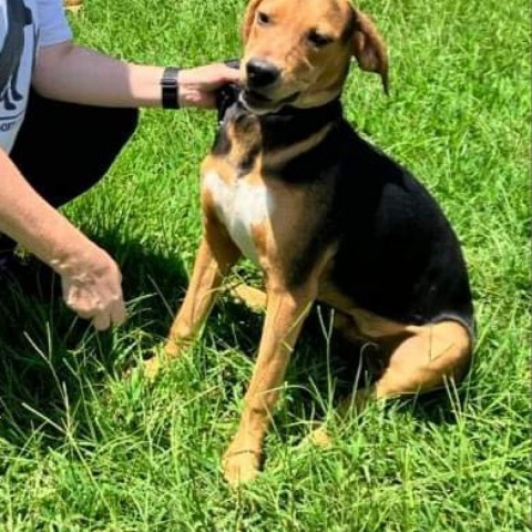 Tim, an adoptable Hound in Wadena, MN, 56482 | Photo Image 5