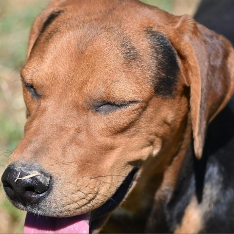 Tim, an adoptable Hound in Wadena, MN, 56482 | Photo Image 6