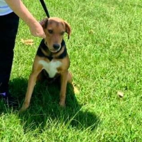 Tim, an adoptable Hound in Wadena, MN, 56482 | Photo Image 6