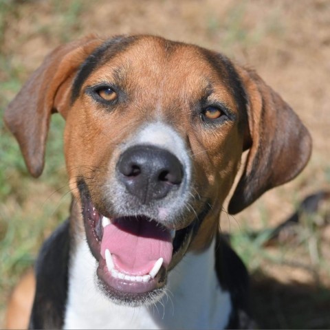 Terry, an adoptable Hound in Wadena, MN, 56482 | Photo Image 1