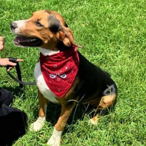 Terry, an adoptable Hound in Wadena, MN, 56482 | Photo Image 2