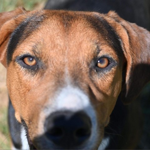 Terry, an adoptable Hound in Wadena, MN, 56482 | Photo Image 2