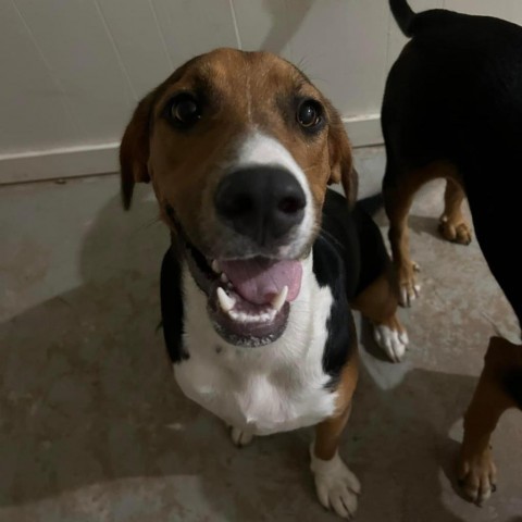 Terry, an adoptable Hound in Wadena, MN, 56482 | Photo Image 2