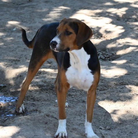 Terry, an adoptable Hound in Wadena, MN, 56482 | Photo Image 2