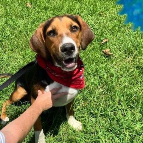 Terry, an adoptable Hound in Wadena, MN, 56482 | Photo Image 3