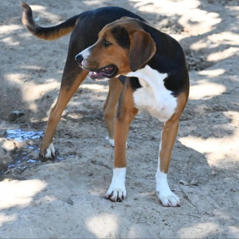 Terry, an adoptable Hound in Wadena, MN, 56482 | Photo Image 3