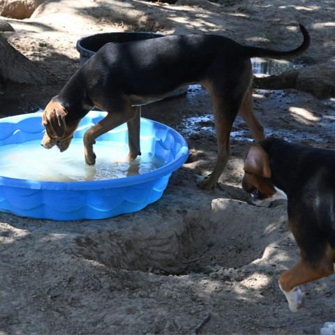 Terry, an adoptable Hound in Wadena, MN, 56482 | Photo Image 3