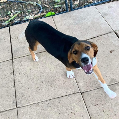 Terry, an adoptable Hound in Wadena, MN, 56482 | Photo Image 4