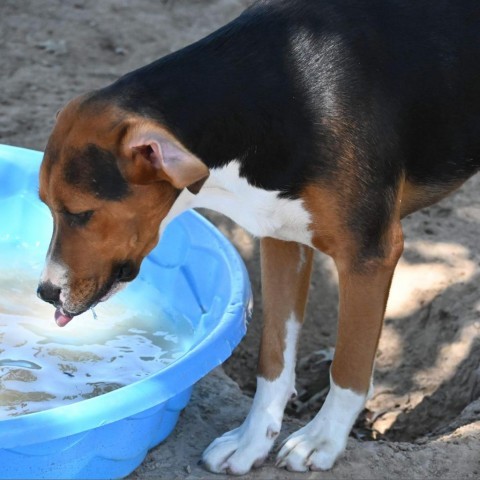 Terry, an adoptable Hound in Wadena, MN, 56482 | Photo Image 4