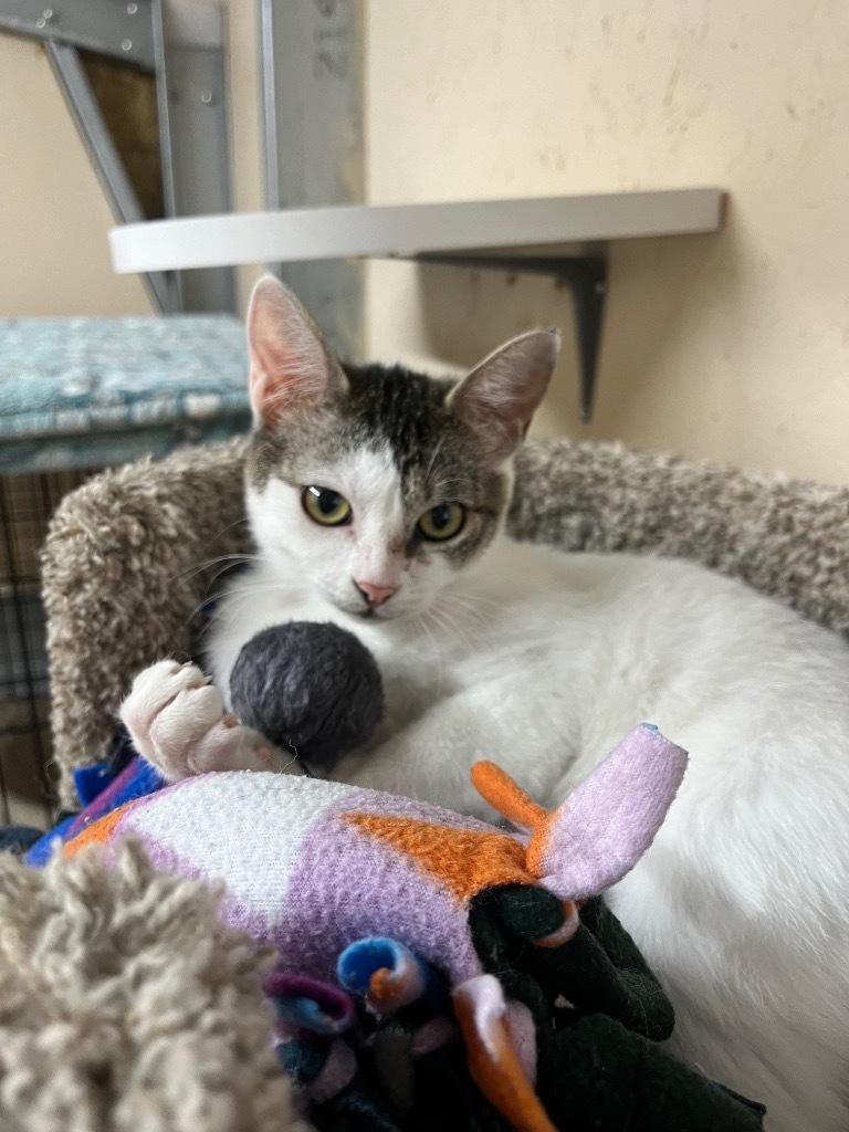 Uno K, an adoptable Domestic Short Hair in Sherwood, OR, 97140 | Photo Image 3