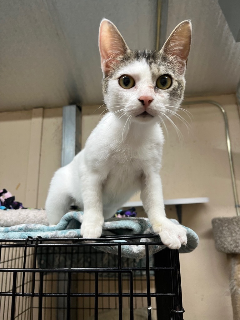 Uno K, an adoptable Domestic Short Hair in Sherwood, OR, 97140 | Photo Image 5