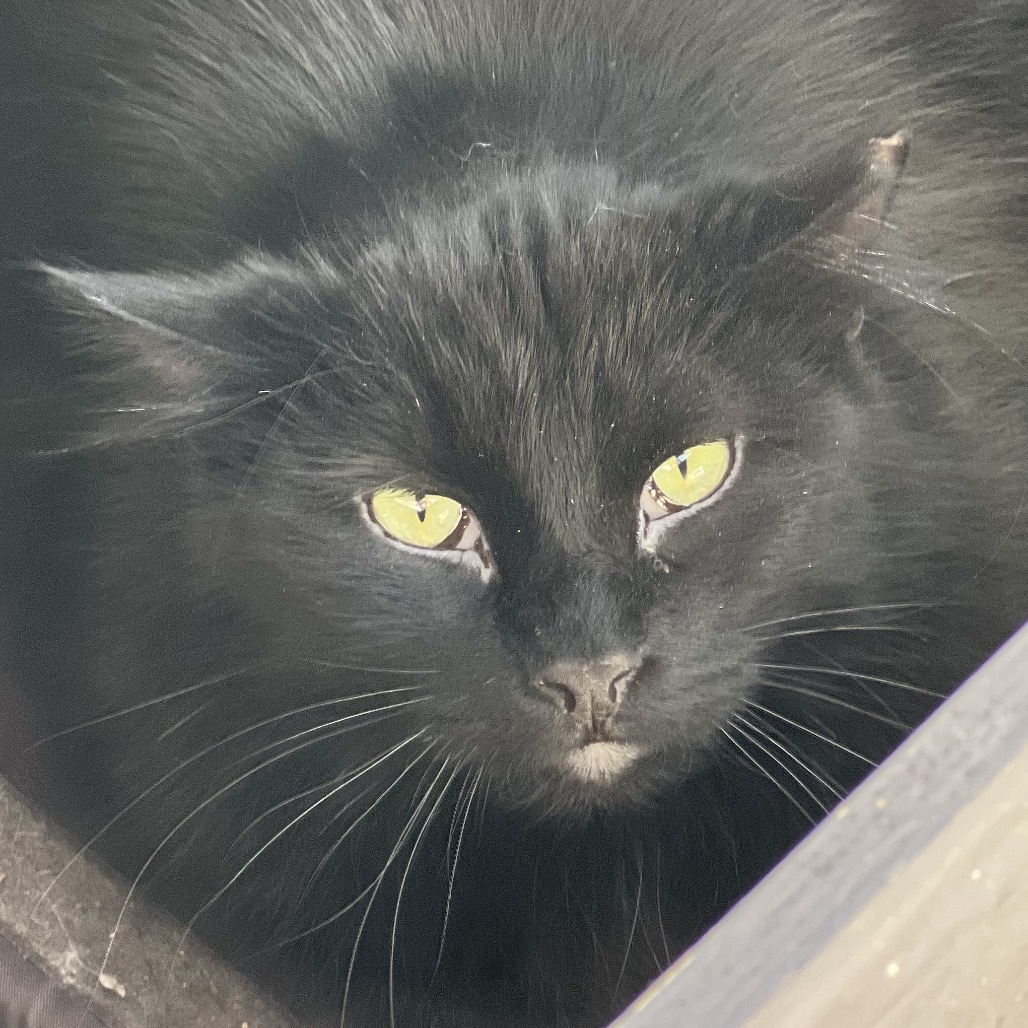 Luther, an adoptable Domestic Long Hair in Sheridan, WY, 82801 | Photo Image 1