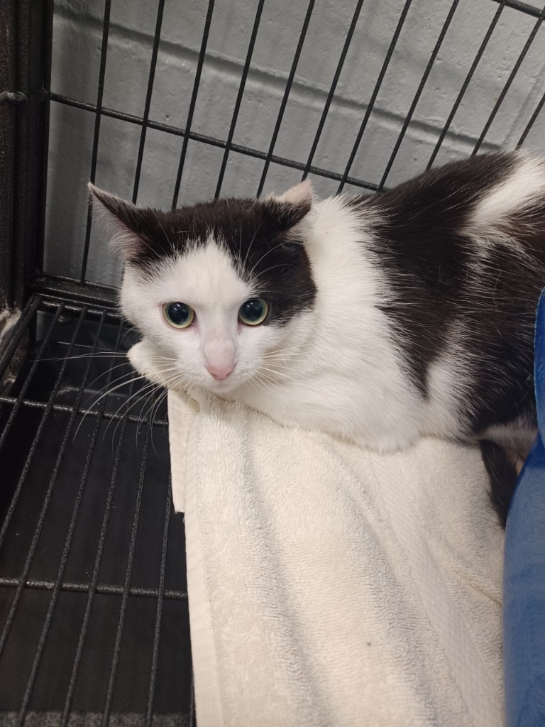 Tajin, an adoptable Domestic Short Hair in Muskegon, MI, 49443 | Photo Image 2