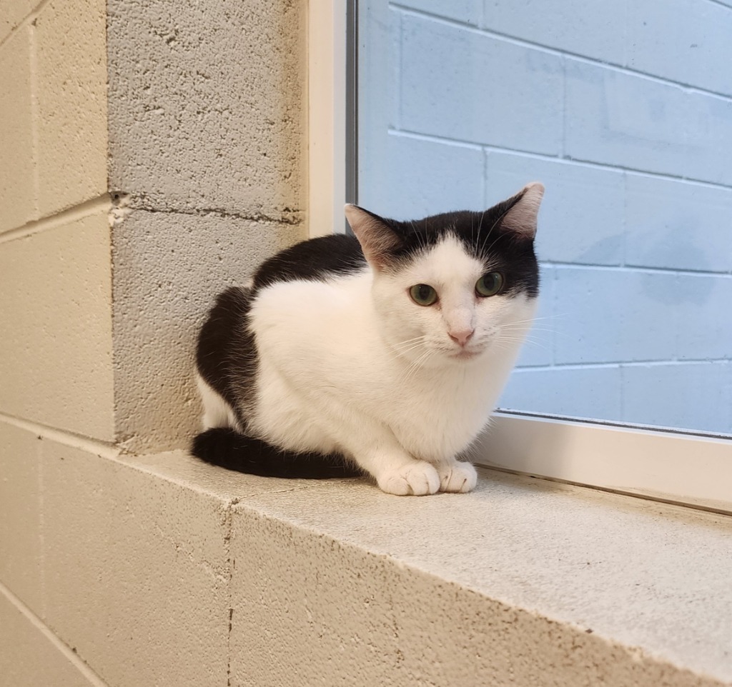 Tajin, an adoptable Domestic Short Hair in Muskegon, MI, 49443 | Photo Image 3