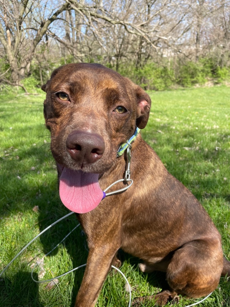 Hardy, an adoptable Labrador Retriever, Mixed Breed in Pittsfield, IL, 62363 | Photo Image 1