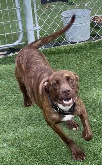 Hardy, an adoptable Labrador Retriever, Mixed Breed in Pittsfield, IL, 62363 | Photo Image 2