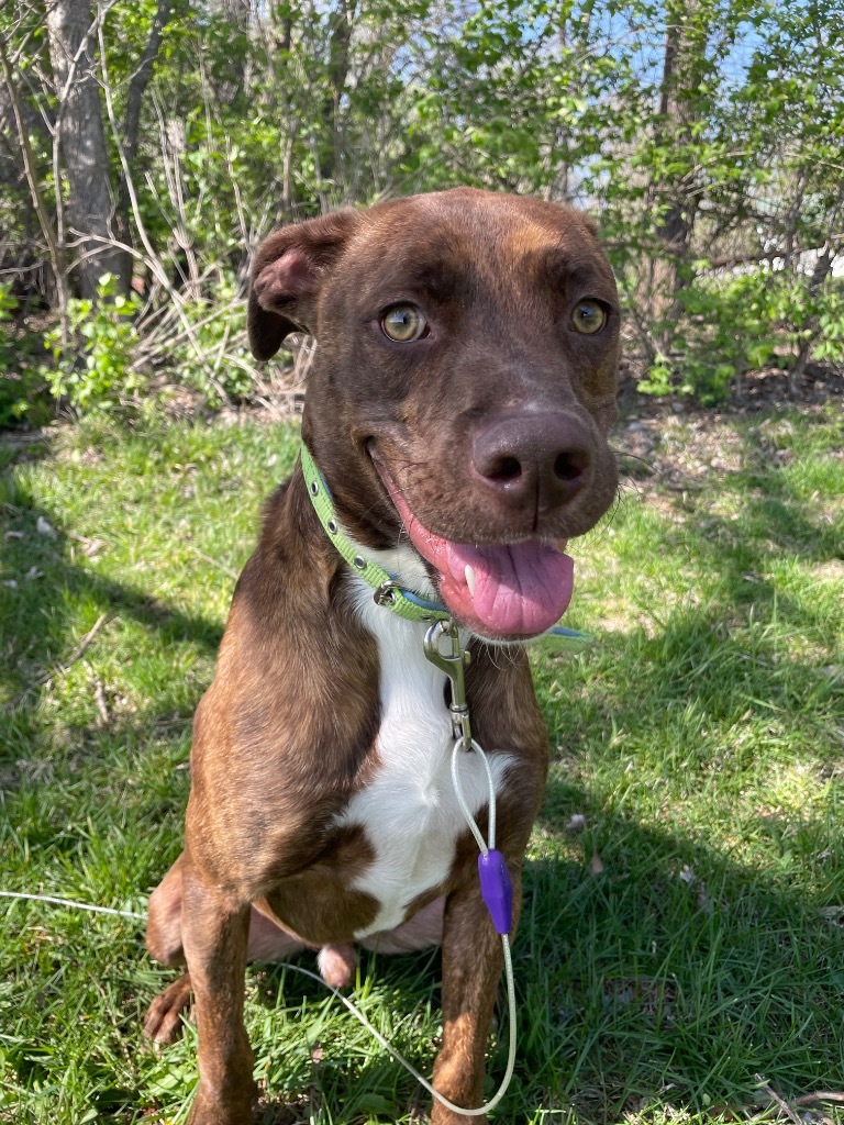 Hardy, an adoptable Labrador Retriever, Mixed Breed in Pittsfield, IL, 62363 | Photo Image 3