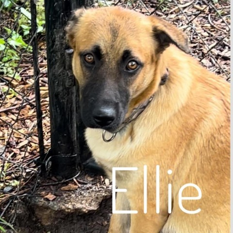 Ellie